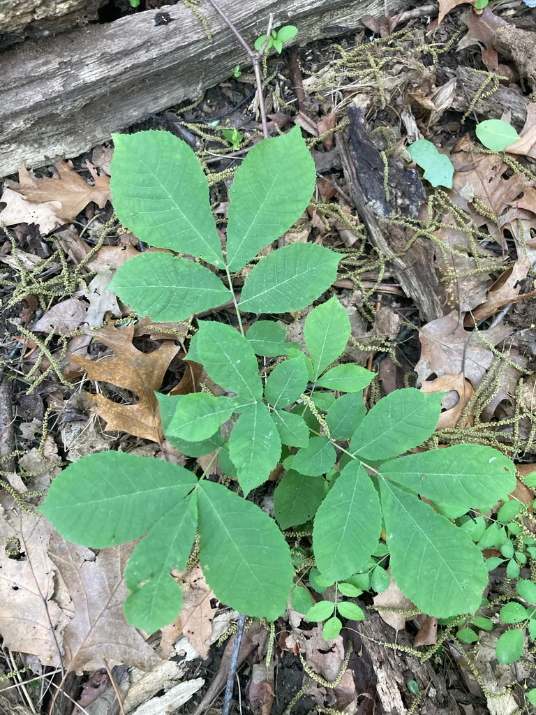 Carya Cordiformis