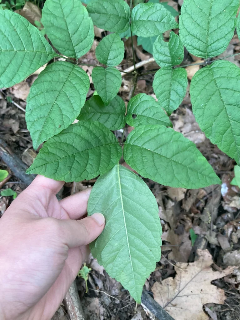 Fraxinus Americana