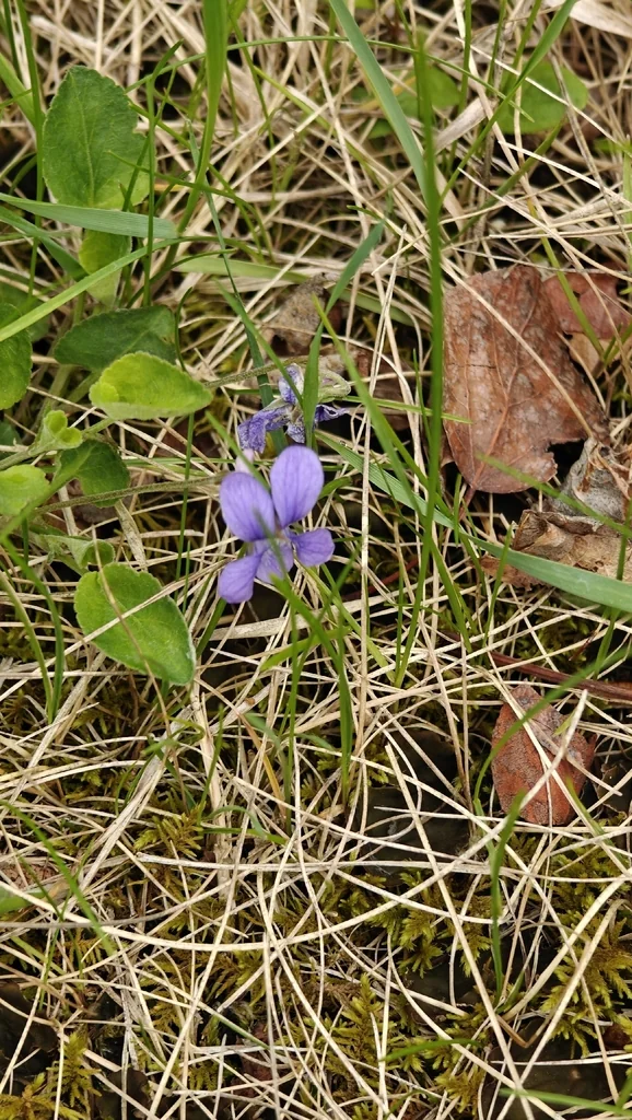 Viola Adunca