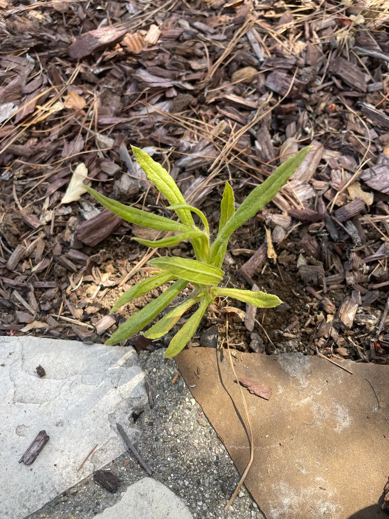 Pseudognaphalium Californicum