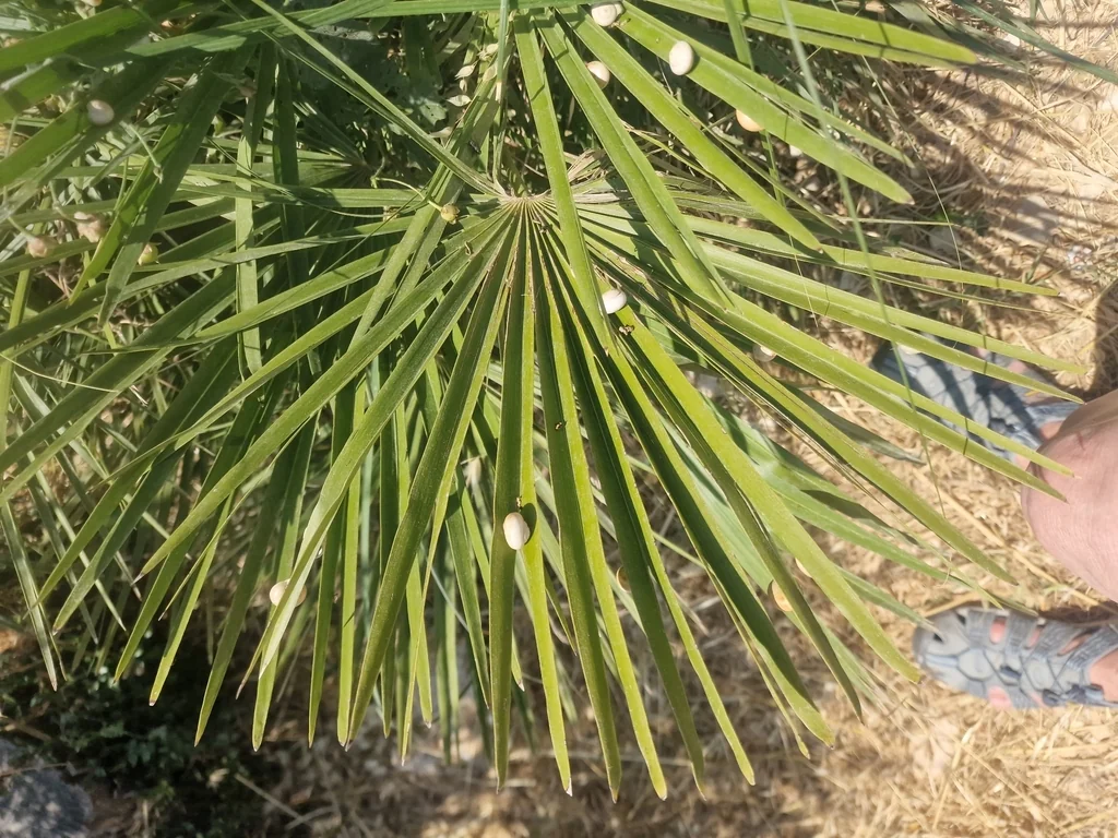 Chamaerops Humilis