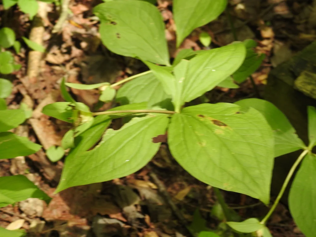 Trillium Grandiflorum