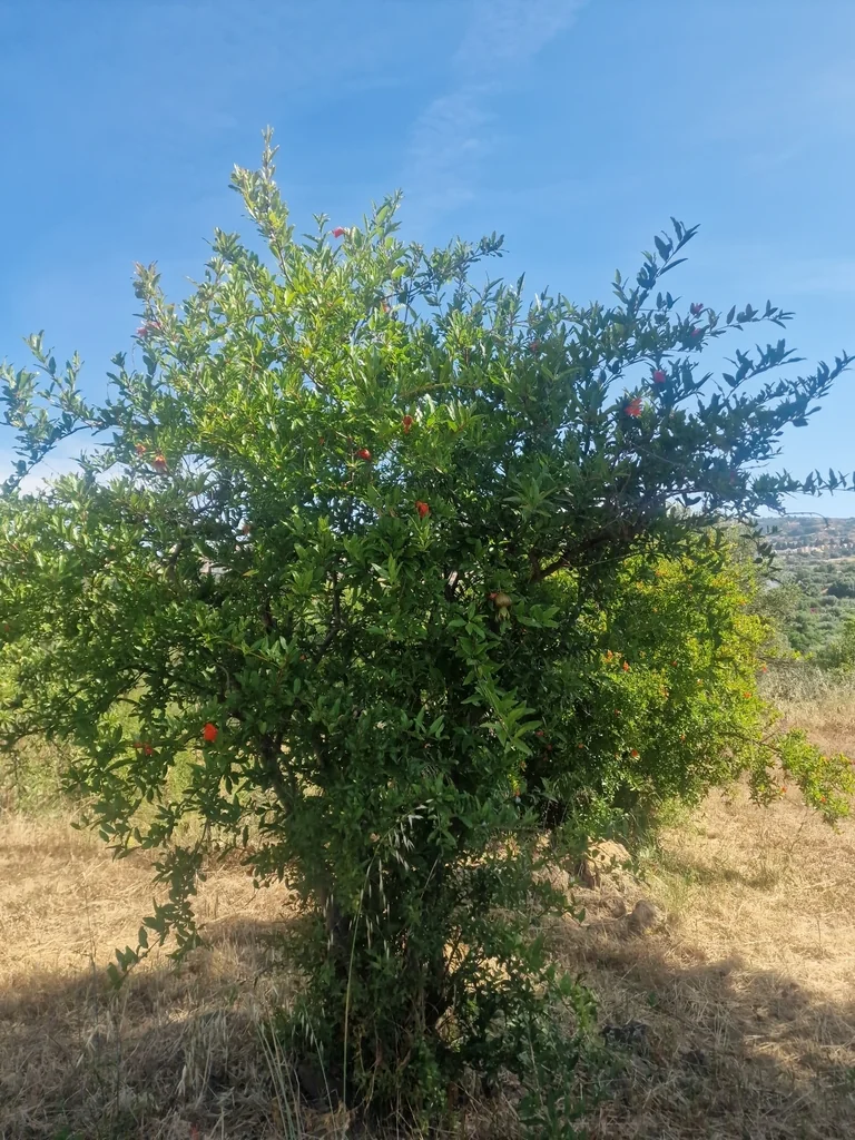 Punica granatum