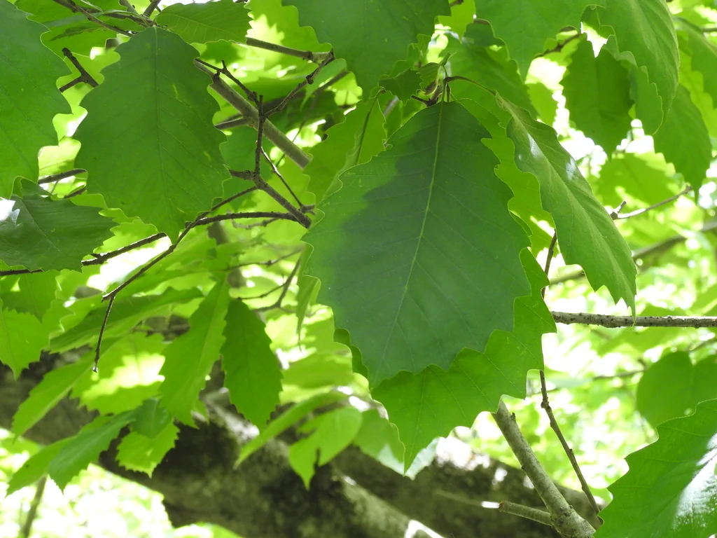 Quercus Muehlenbergii