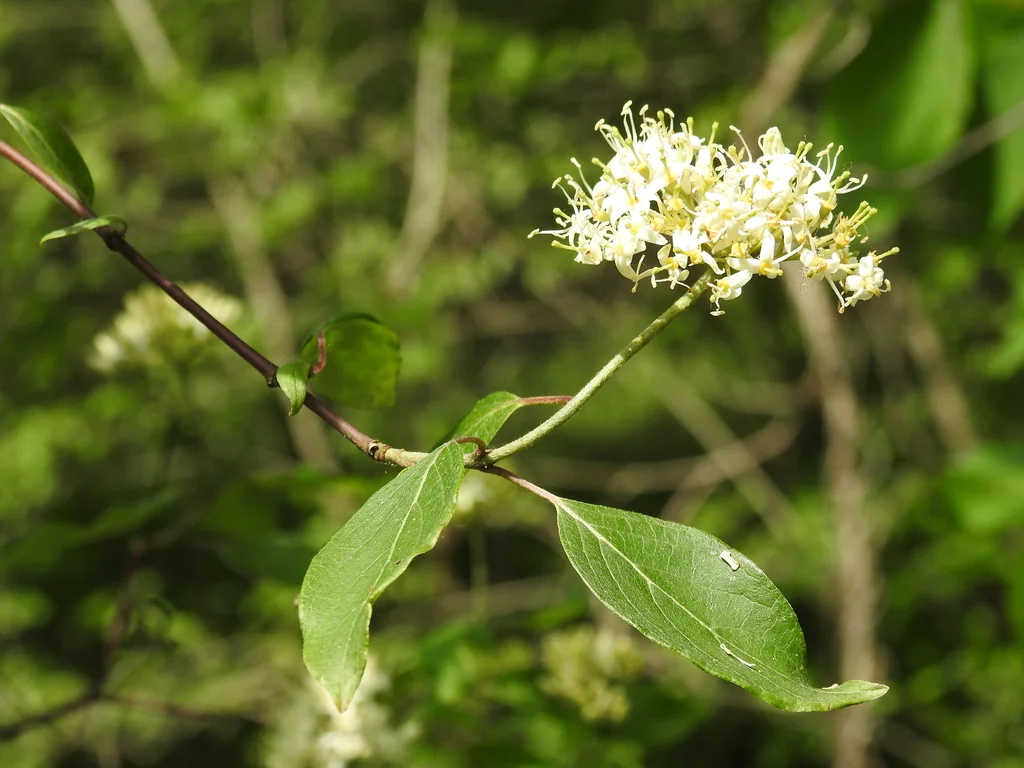 Viburnum Prunifolium