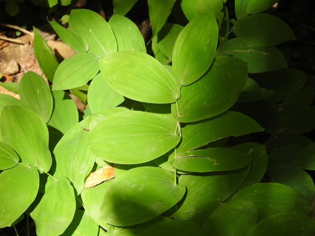 Uvularia grandiflora