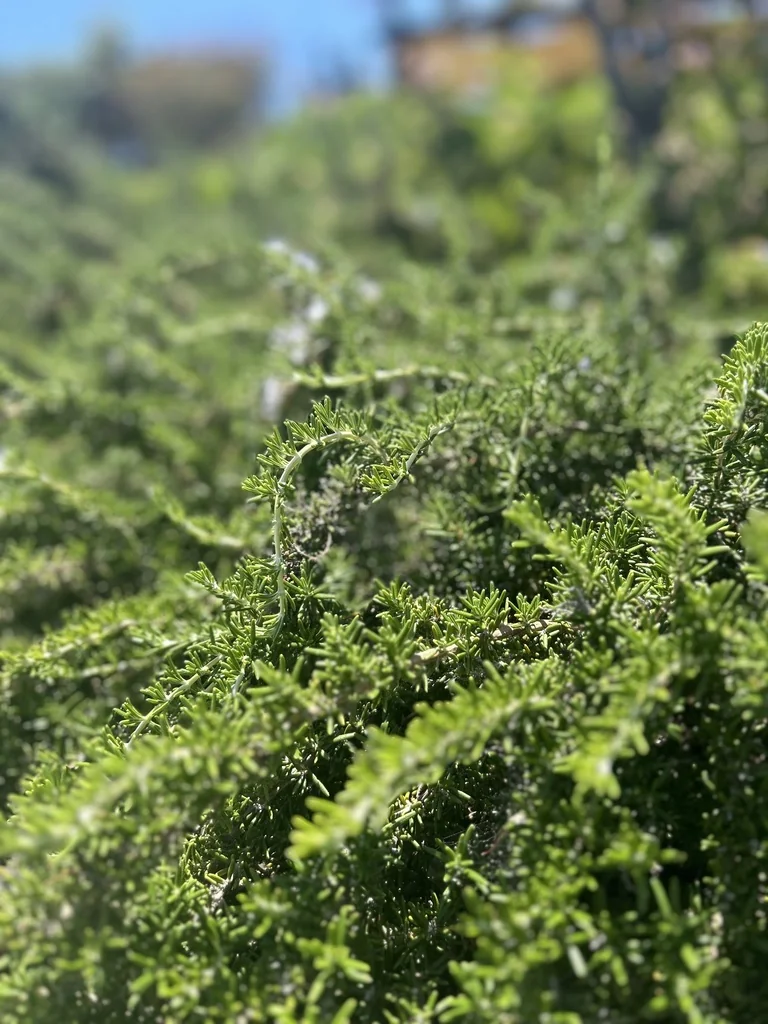 Rosmarinus Officinalis
