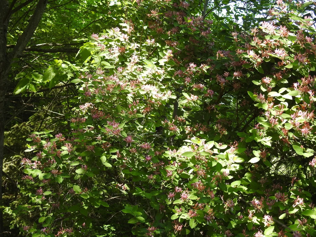 Lonicera Tatarica