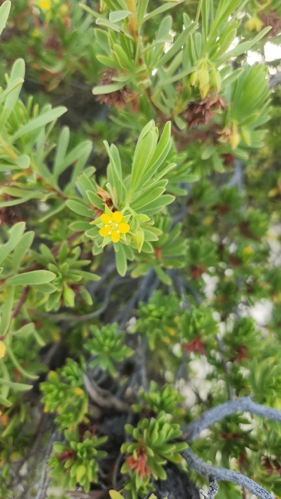 Suriana Maritima