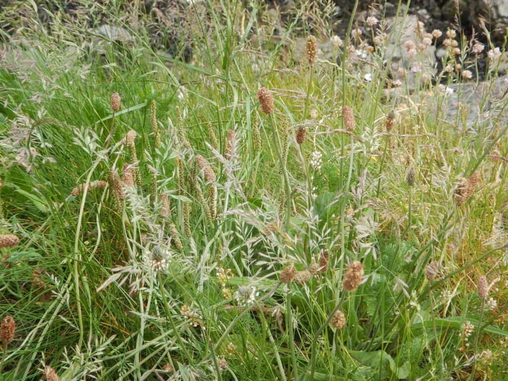 Festuca Rubra