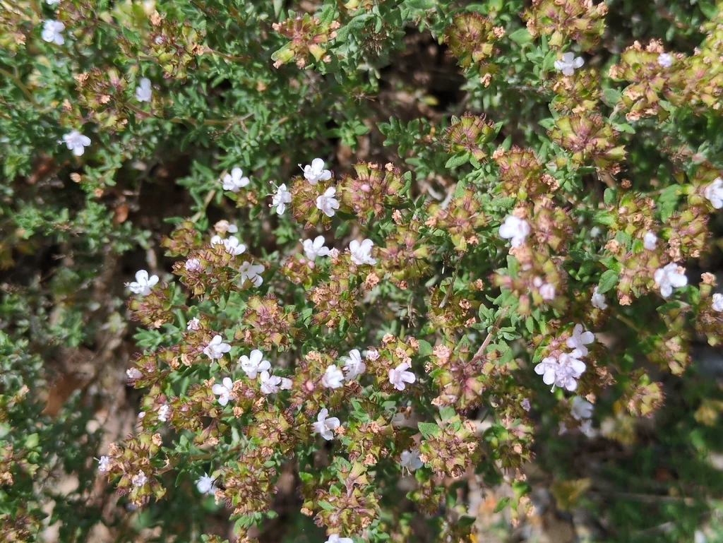 Thymus Vulgaris