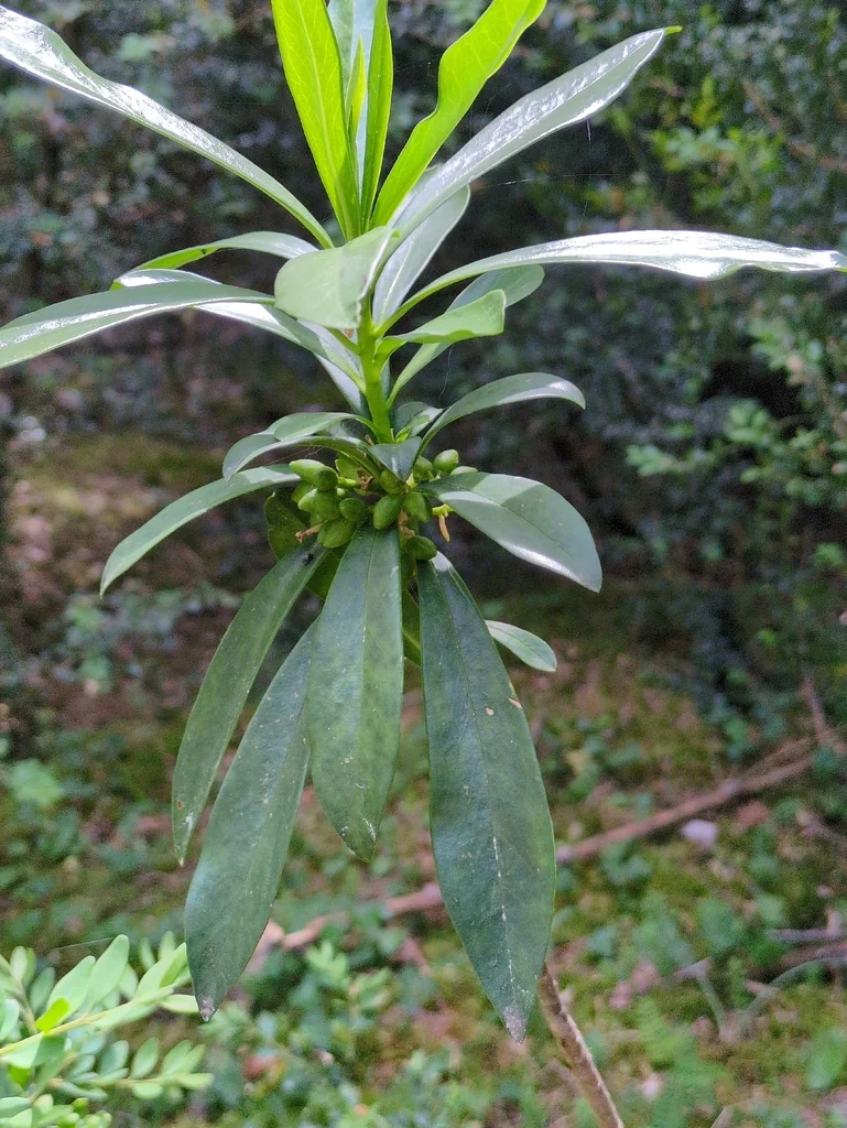 Daphne Laureola