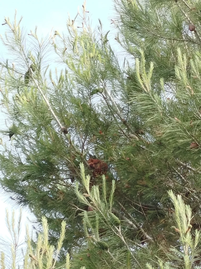 Pinus Halepensis
