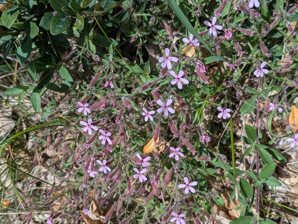 Saponaria Ocymoides