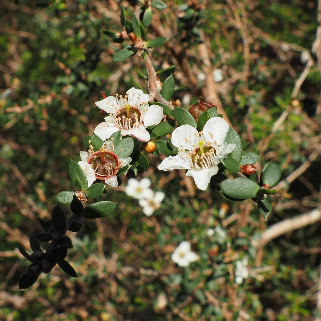 Leptospermum Scoparium