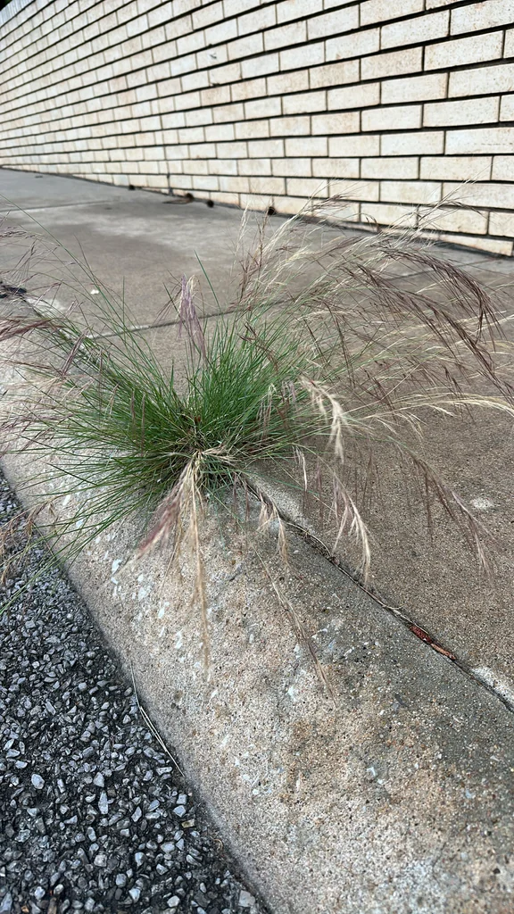 Aristida Purpurea