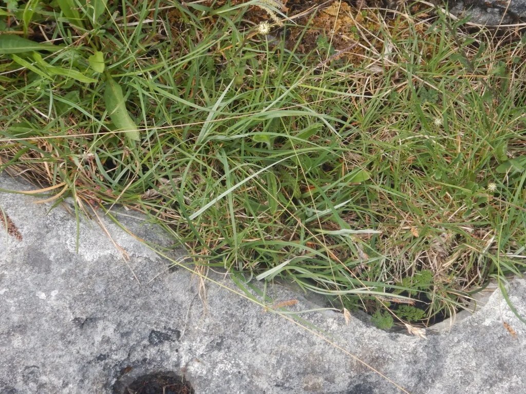 Carex Flacca