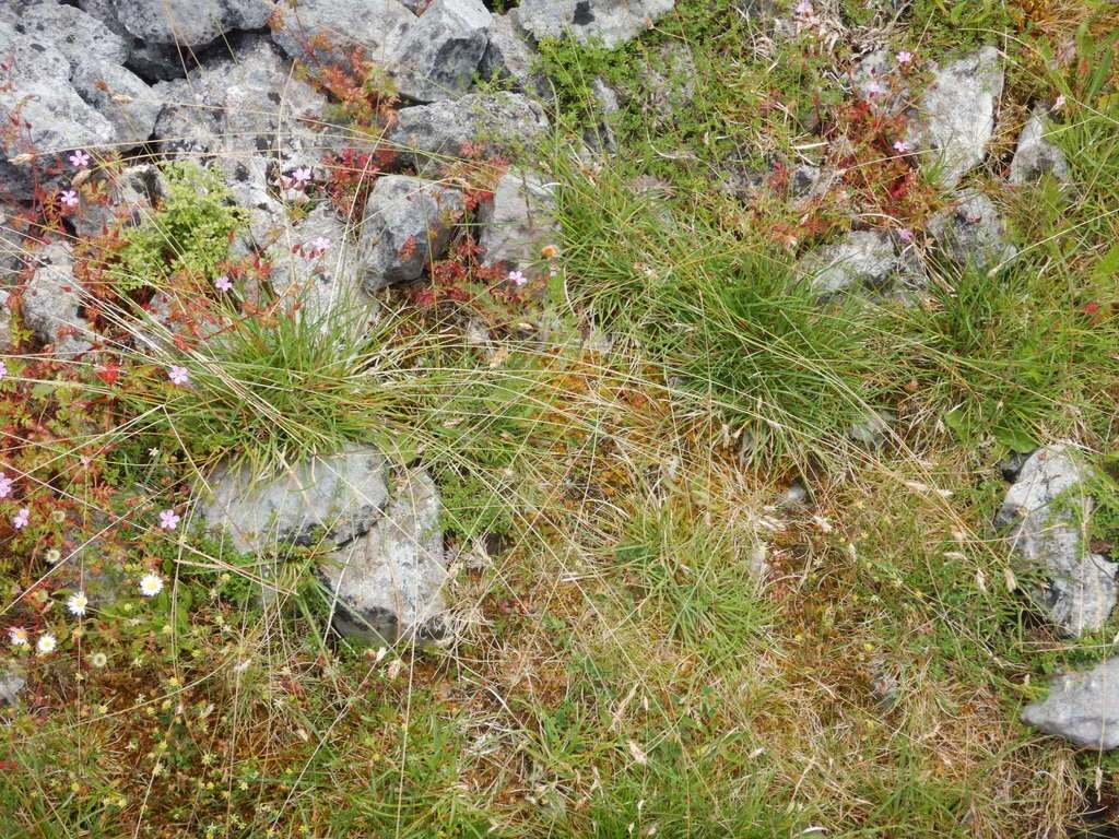 Sesleria Caerulea