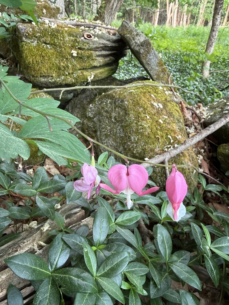 Dicentra spectabilis