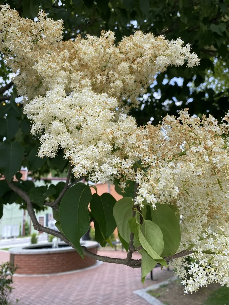 Syringa Reticulata