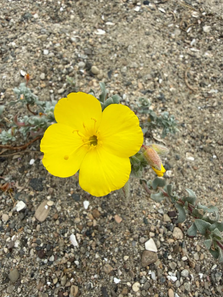 Camissonia Cheiranthifolia