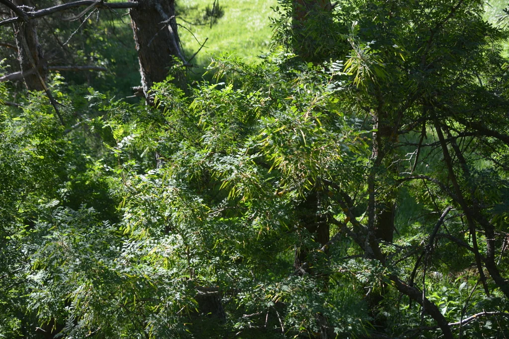 Caragana Arborescens