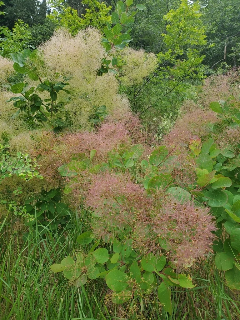 Cotinus coggygria