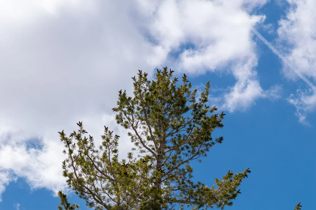 Pinus Monticola