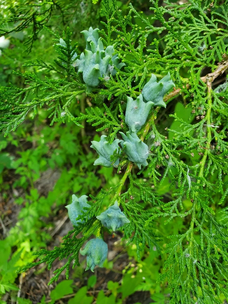 Platycladus Orientalis