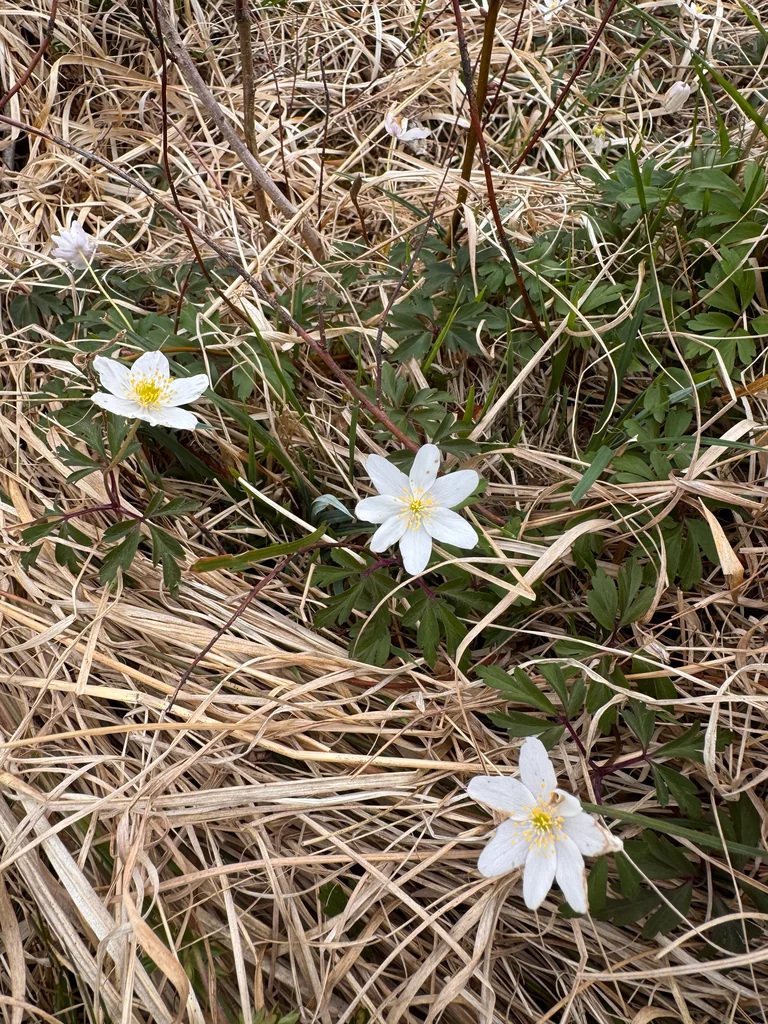 Anemone Nemorosa