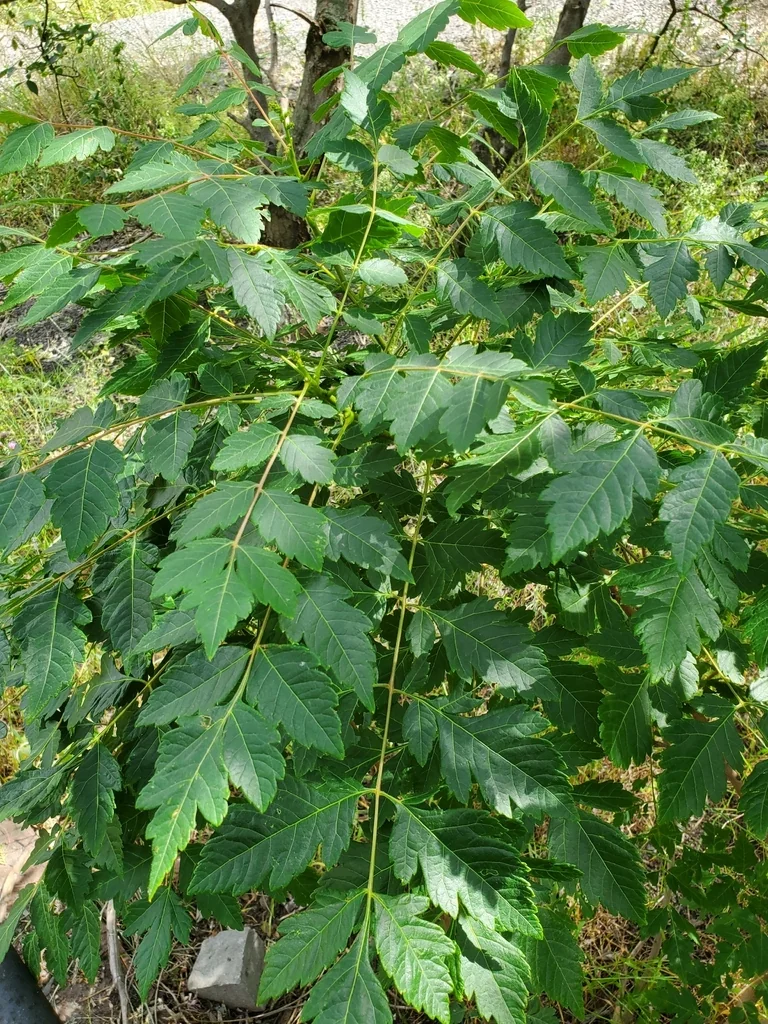Koelreuteria Paniculata