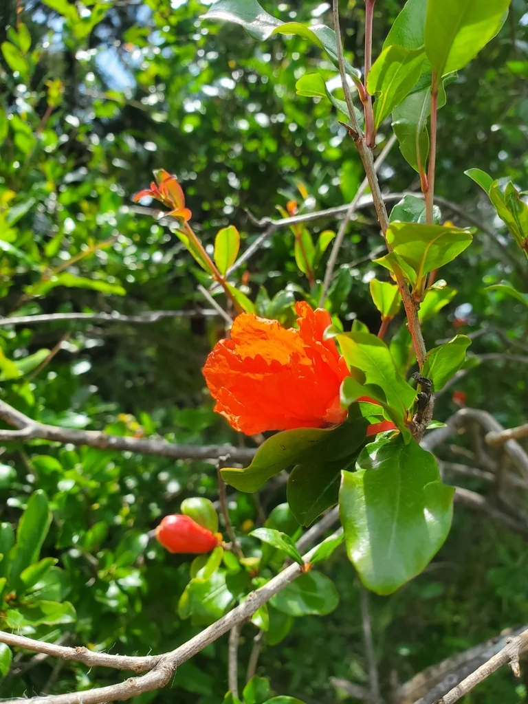 Punica granatum