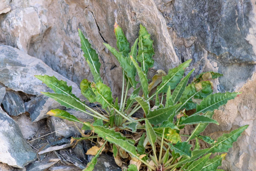 Oenothera Caespitosa