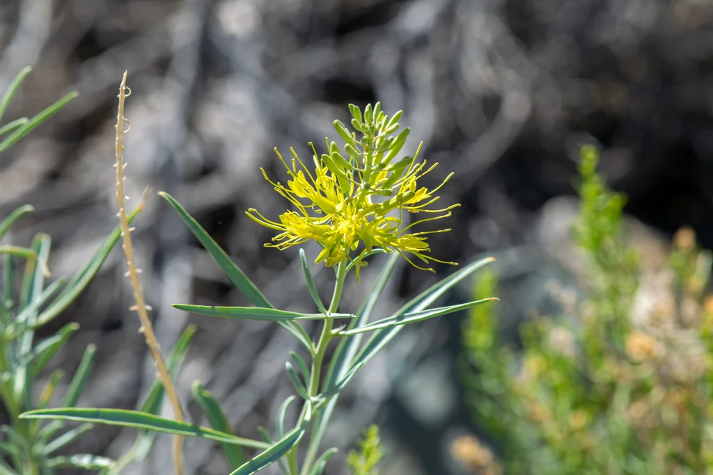 Stanleya Pinnata