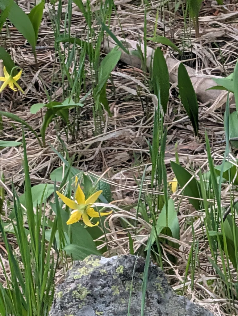 Erythronium Grandiflorum