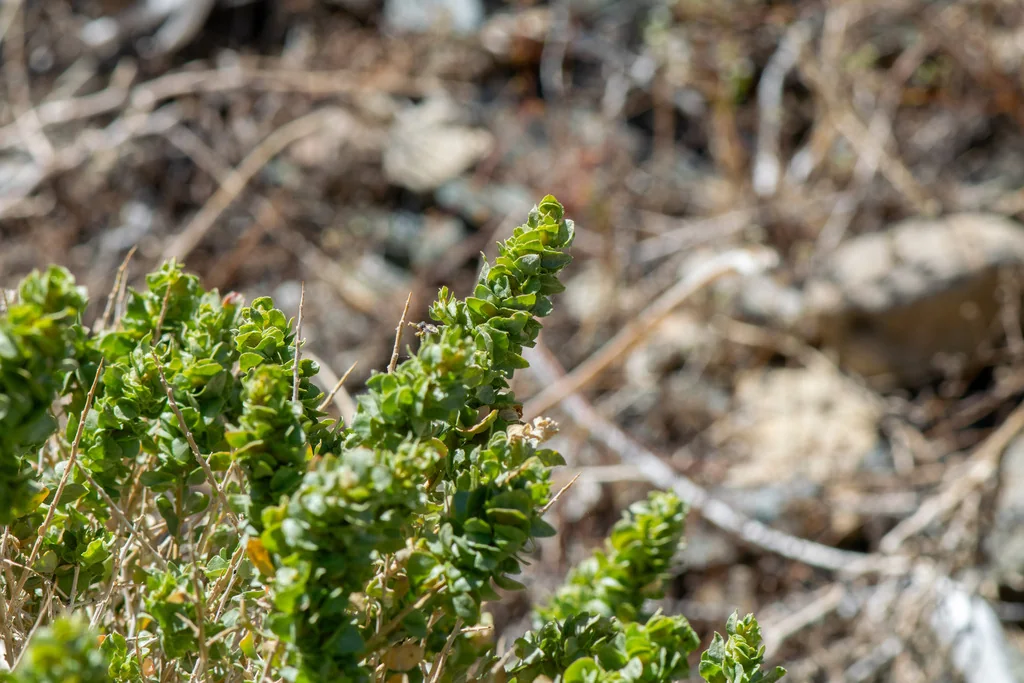 Atriplex Confertifolia