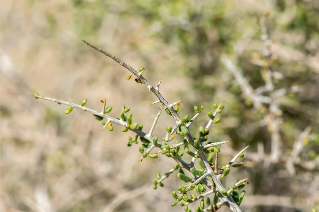 Lycium Andersonii