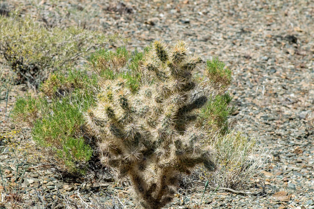 Cylindropuntia Echinocarpa