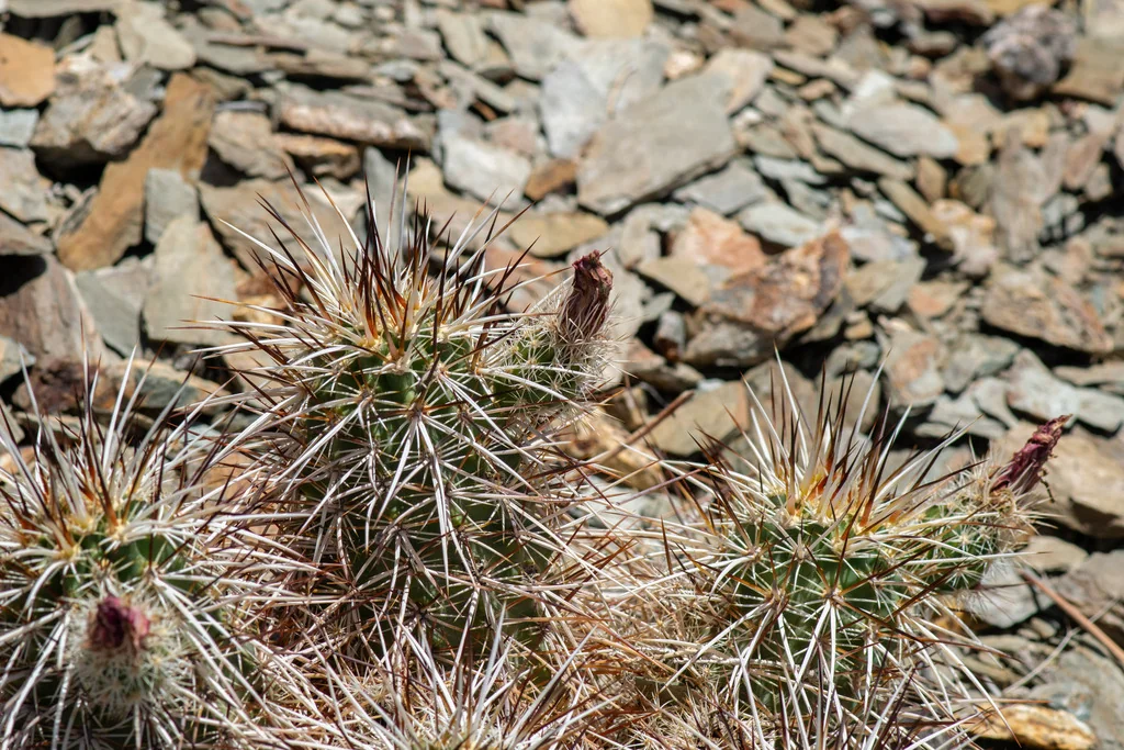 Echinocereus Engelmannii