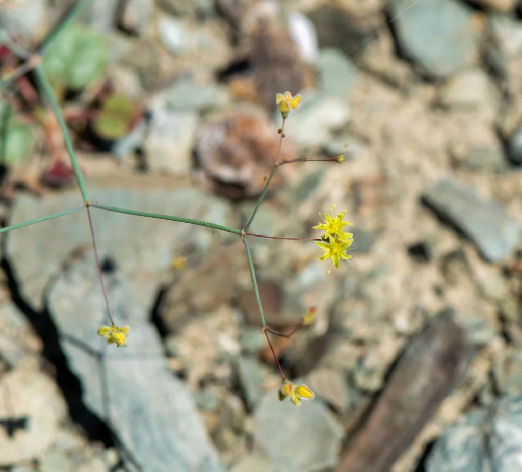 Eriogonum Inflatum