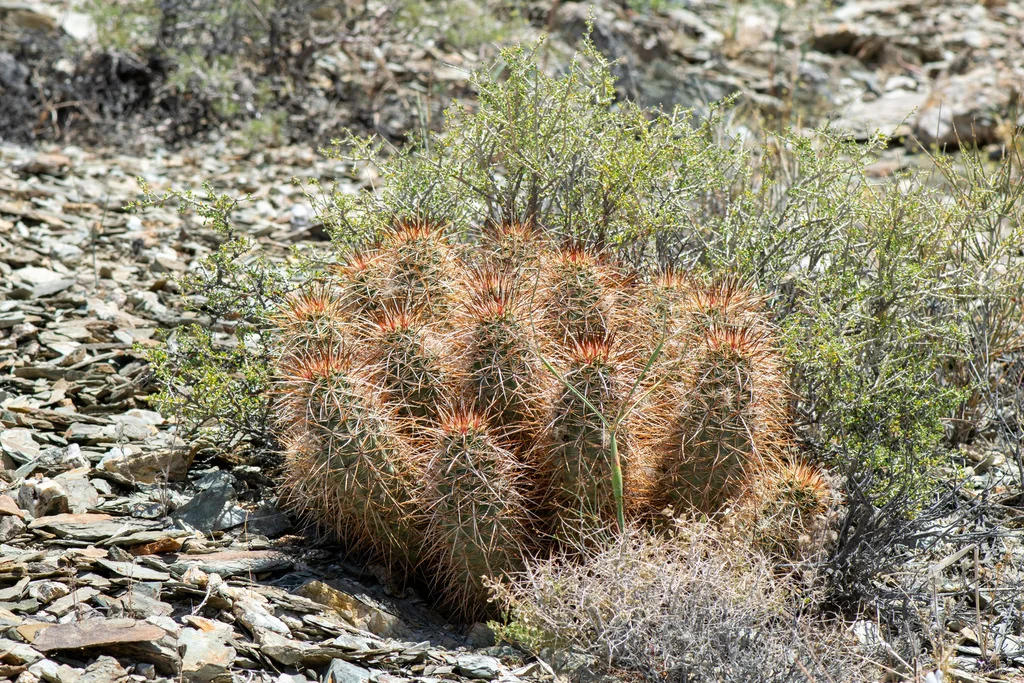 Echinocereus Engelmannii