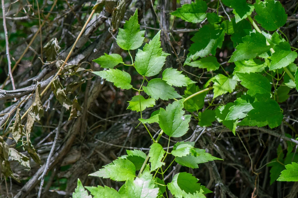 Clematis Ligusticifolia