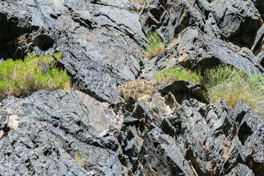 Echinocereus Triglochidiatus