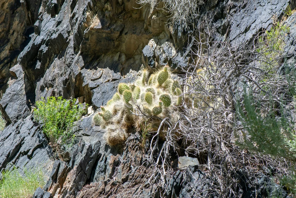 Opuntia Erinacea