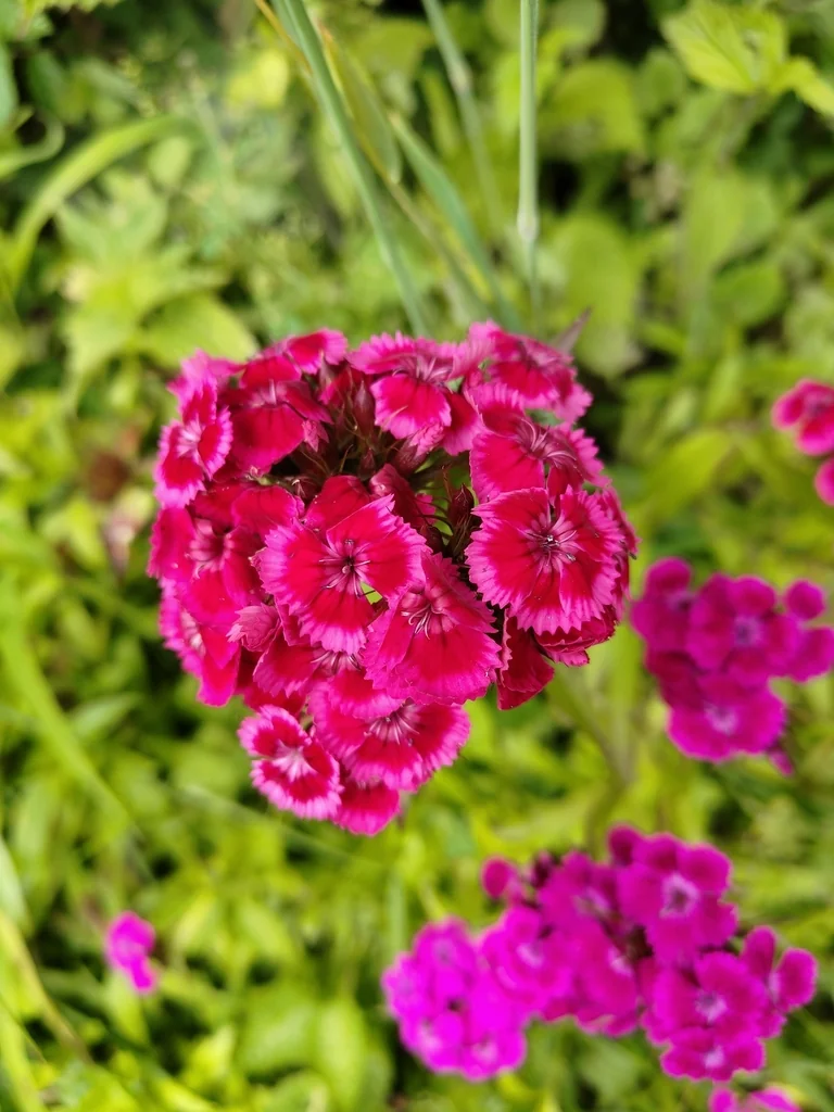 Dianthus Barbatus
