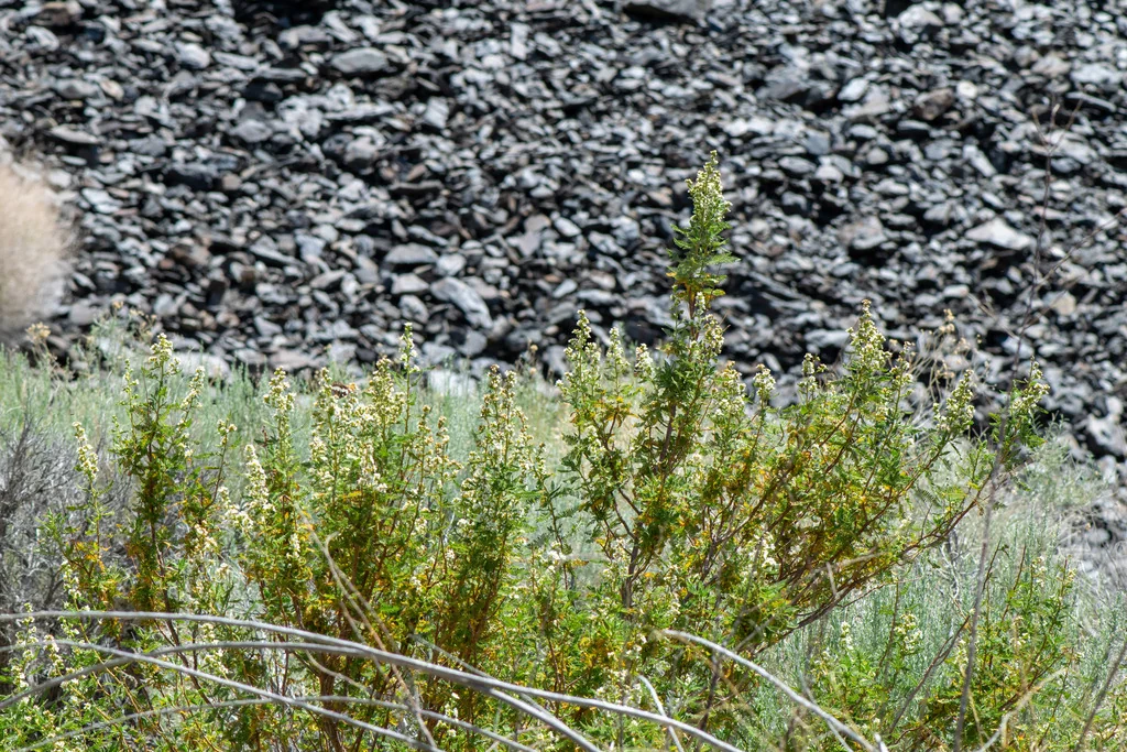 Chamaebatiaria Millefolium