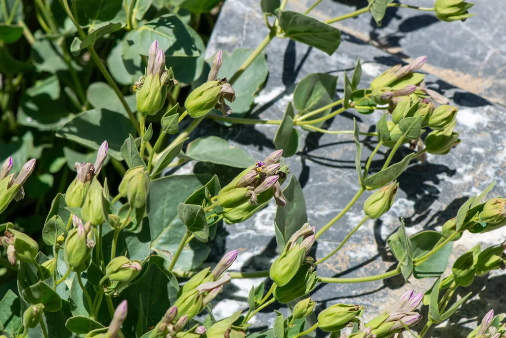 Mirabilis Multiflora