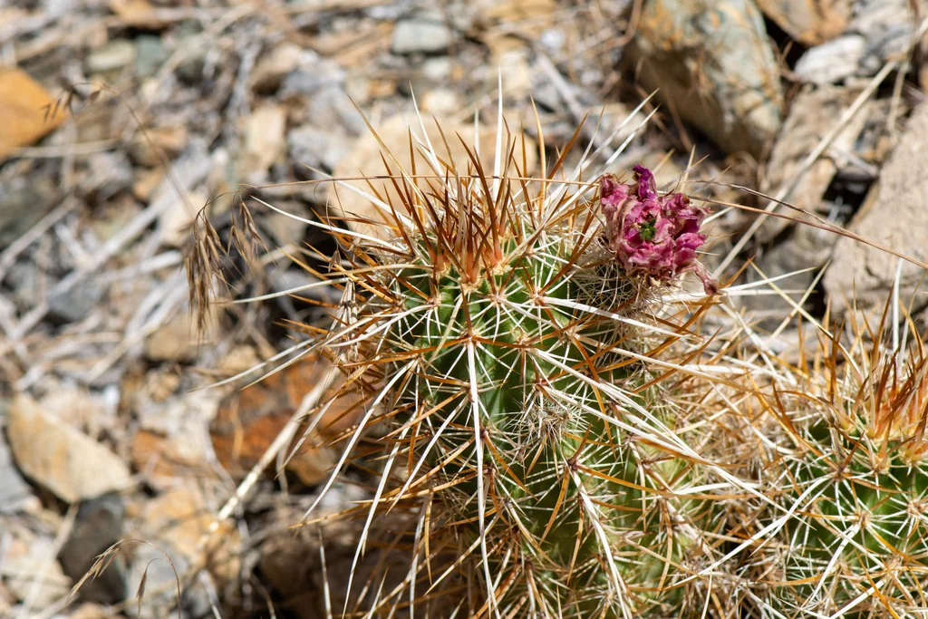 Echinocereus Engelmannii
