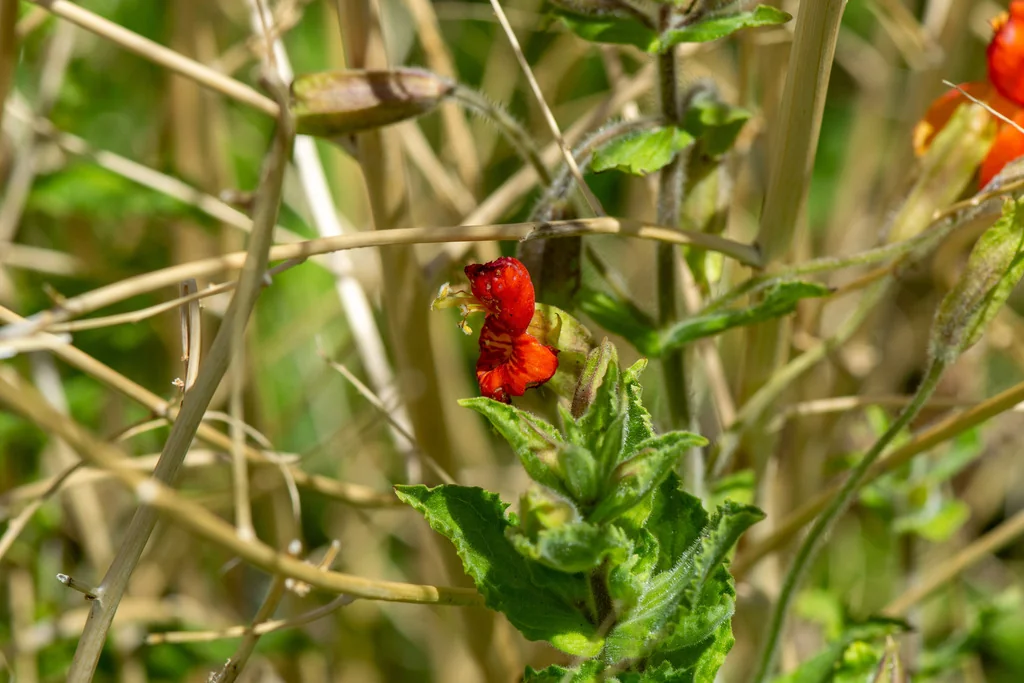Mimulus Cardinalis
