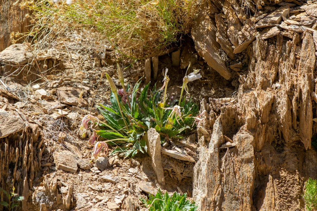 Oenothera Caespitosa